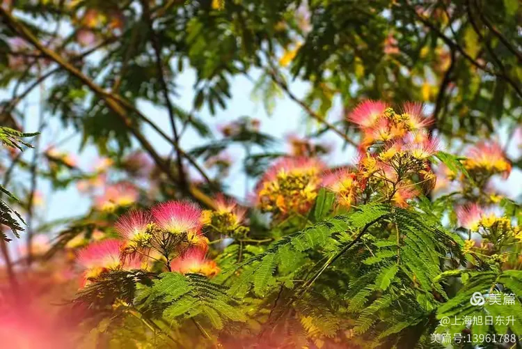 清晨邂逅苏里南朱樱花
